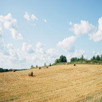 a wheat field, blue sky and clouds