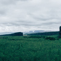 a wide expanse of forest
