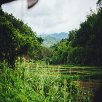 a jungle plantation with mountains in the background