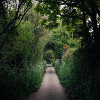 a narrow lane bordered by wildflowers and tree canopy forming a tunnel