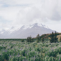 wide landscape with bluebells and ferns, snow-capped mountains in the background
